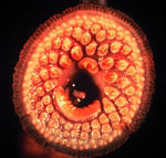 Mouth of a sea lamprey