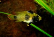 female Apistogramma nijsseni