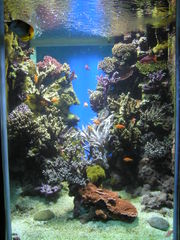 A saltwater aquarium