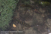 a pair of "Cichlasoma" amarum in Cancun lagoon, Mexico