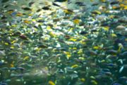 Cichlids of Lake Malawi, Toronto Zoo, 2003