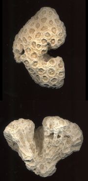 Bleached coral skeletons, which can be inhabited by micro- and macro-organisms to form live rock