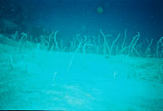 Garden eels