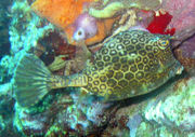 The Honeycomb cowfish is part of the Ostraciidae family.