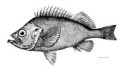 Sebastidae: Ocean perch, Sebastes marinus