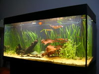 A freshwater aquarium.