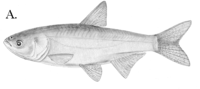 Bighead carp, Aristichthys nobilis