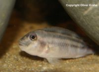 young male Steatocranus bleheri  Cichlidenwelt.de