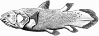 Coelacanth, Latimeria chalumnae