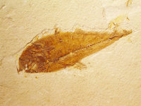 Fish fossil from Cretaceous period