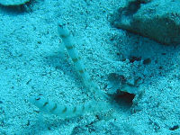 Some marine gobies live in symbiosis with a shrimp.