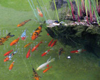 Koi have been kept in decorative ponds for centuries in China and Japan.