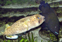 Long-spine porcupinefish, Diodon holocanthus. On the right is a blue-spotted grouper, Cephalopholis argus.