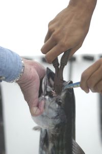 Removing the hook from an unidentified species of Mackerel.