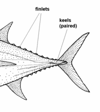 Bigeye tuna Thunnus obesus showing finlets and keels.Drawing by Dr Tony Ayling