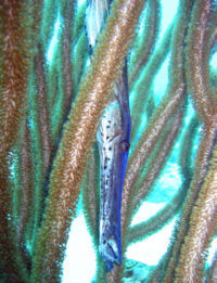 Trumpetfish, Aulostomus maculatus