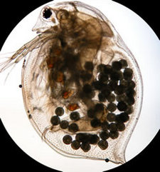 Daphnia magna with eggs