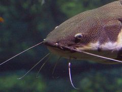 Head of the red-tailed catfish, Phractocephalus hemioliopterus, from the Amazon. This species is often offered for sale when juvenile to aquarists who little suspect it can attain 120 cm.