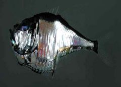 Lovely hatchetfish, Argyropelecus aculeatus