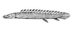 Nile Bichir