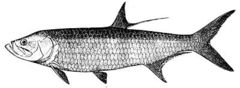 Tarpon, Megalops sp.