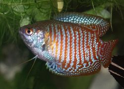 Dwarf gourami (Colisa lalia)