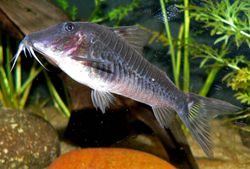 Corydoras semiaquilus