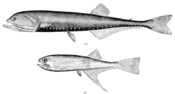 Elongated bristlemouth, Gonostoma elongatum (top) and Bonapartia pedaliota (bottom)