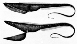 Pelican eel, Eurypharynx pelecanoides. From plate 49 of Oceanic Ichthyology by G. Brown Goode and Tarleton H. Bean, published 1896.