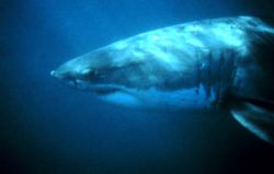 Great white shark, Carcharodon carcharias