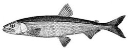 Rainbow Smelt, Osmerus mordax