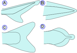 types of caudal fin :(A) - Heterocercal, (B) - Protocercal, (C) - Homocercal, (D) - Diphycercal