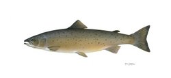 Atlantic salmon (Salmo salar)