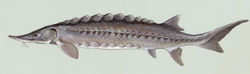 Atlantic sturgeon, Acipenser oxyrinchus oxyrinchus