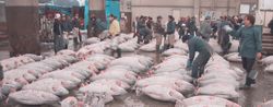 Wholesale fish market: Frozen tuna in the Tsukiji fish market, Tokyo.