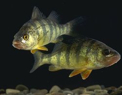 Yellow perch (Perca flavescens)