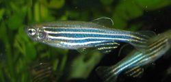 Danio rerio  zebra danio