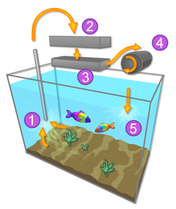 Filtration system in a typical aquarium: (1) Intake. (2) Mechanical filtration. (3) Chemical filtration. (4) Biological filtration medium. (5) Outflow to tank.