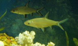 A pair of bala sharks in a freshwater aquarium