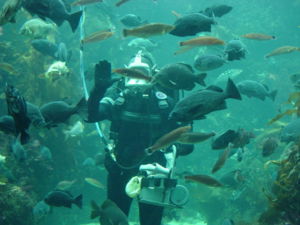 A surface supplied diver interacts with viewers while feeding the fish