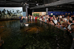 Feeding time at the Melbourne Aquarium draws a large crowd