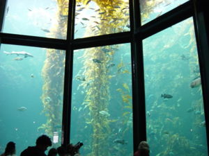 A 335,000 U.S. gallon (1.3 million liter) aquarium at the Monterey Bay Aquarium in California displaying a simulated kelp forest ecosystem