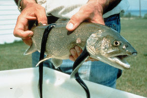 Lampreys attached to a lake trout