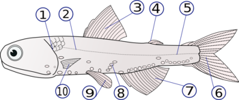 Lampanyctodes hectoris  (1) - operculum (gill cover), (2) - lateral line, (3) - dorsal fin, (4) - fat fin, (5) - caudal peduncle, (6) - caudal fin, (7) - anal fin, (8) - photophores, (9) - pelvic fins (paired), (10) - pectoral fins (paired)