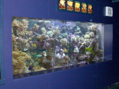 Marine reef aquarium at the London aquarium