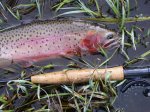 Colorado River Cutthroat