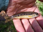 Kern River Rainbow